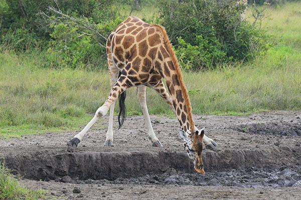 Giraffes (Giraffa camelopardalis) in Lake Mburo National Park