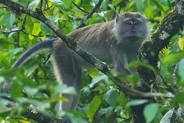Long-tailed Macaque (Macaca fascicularis) on Flores Island