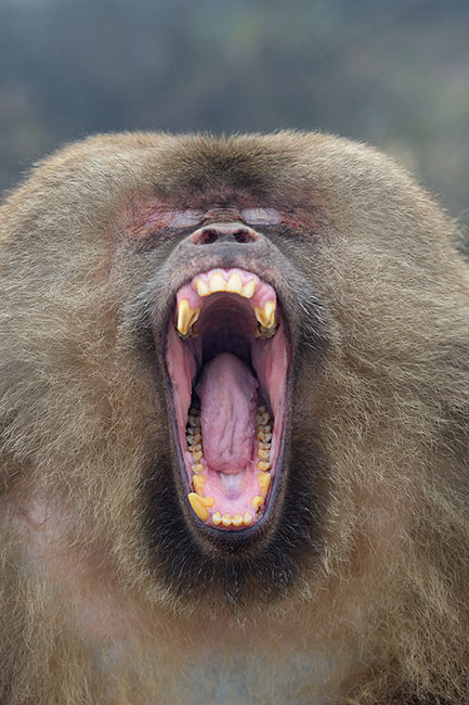 Tibetan macaque (Macaca thibetana) threatening