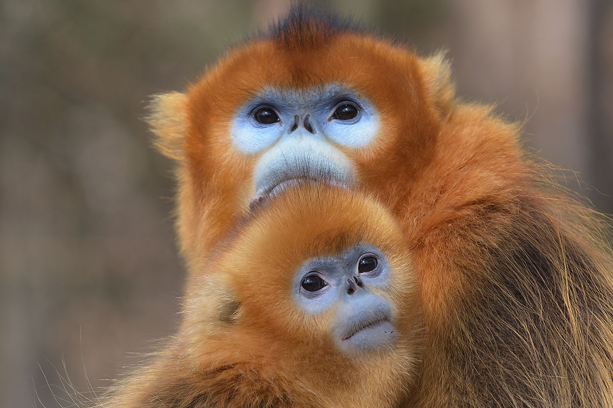 Golden Snub nosed Monkeys In Foping National Nature Reserve