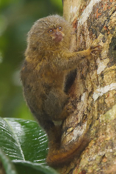 Western Pygmy Marmoset (Cebuella pygmaea) in Ecuador