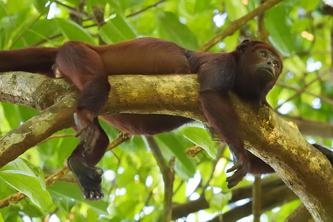 Red Howler Monkey (Alouatta macconnelli) relaxing in the rainforest.