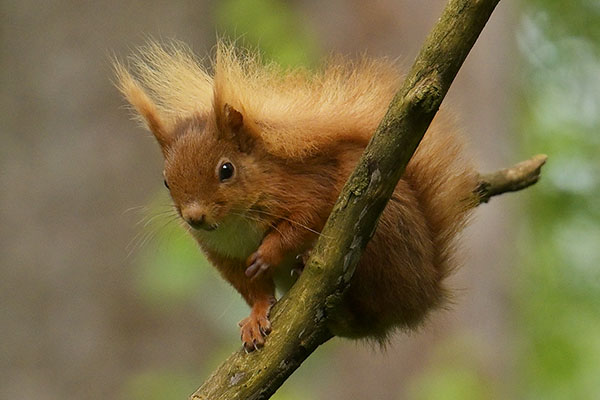 Red Squirrel (Sciurus vulgaris) in the Llyn Parc Mawr community woodland