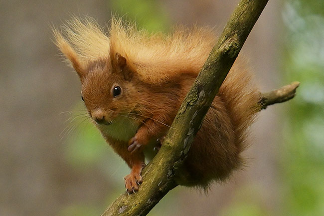 Photo of a Red Squirrel (Sciurus vulgaris) in north wales Red Squirrel (Sciurus vulgaris) in Llyn Parc Mawr Community Woodland