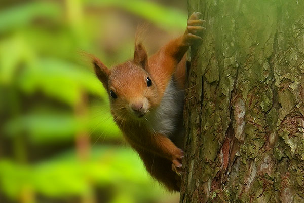 Red Squirrel (Sciurus vulgaris) in the Llyn Parc Mawr community woodland