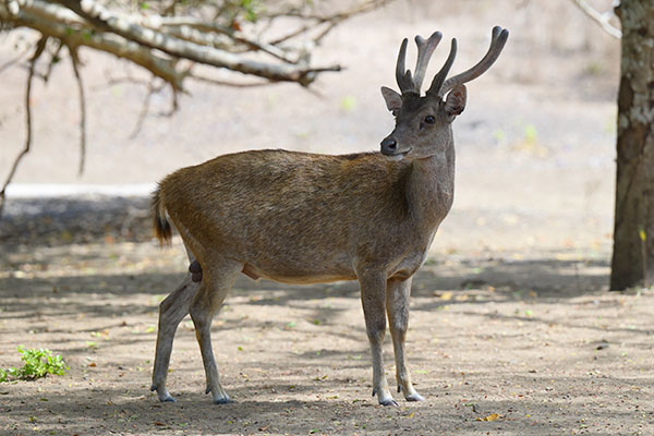 Photo of a Rusa Deer (Rusa timorensis) in Indonesia Rusa Deer (Rusa timorensis) on Komodo Island