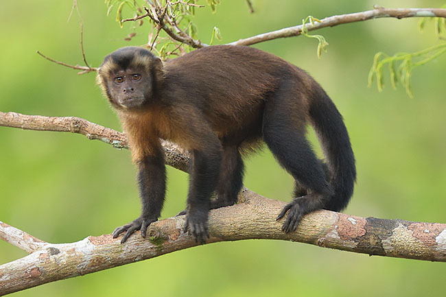 Tufted Capuchin (Sapajus apella) in the amazon rainforest