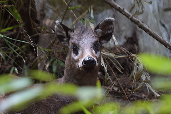 tufted deer (Elaphodus cephalophus) in Tangjiahe National Park