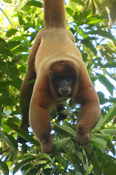 Common Woolly Monkey (Lagothrix lagothricha) in Ecuador