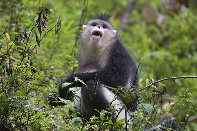 Snub-nosed Monkey Young Snub-nosed Monkey (Rhinopithecus bieti)