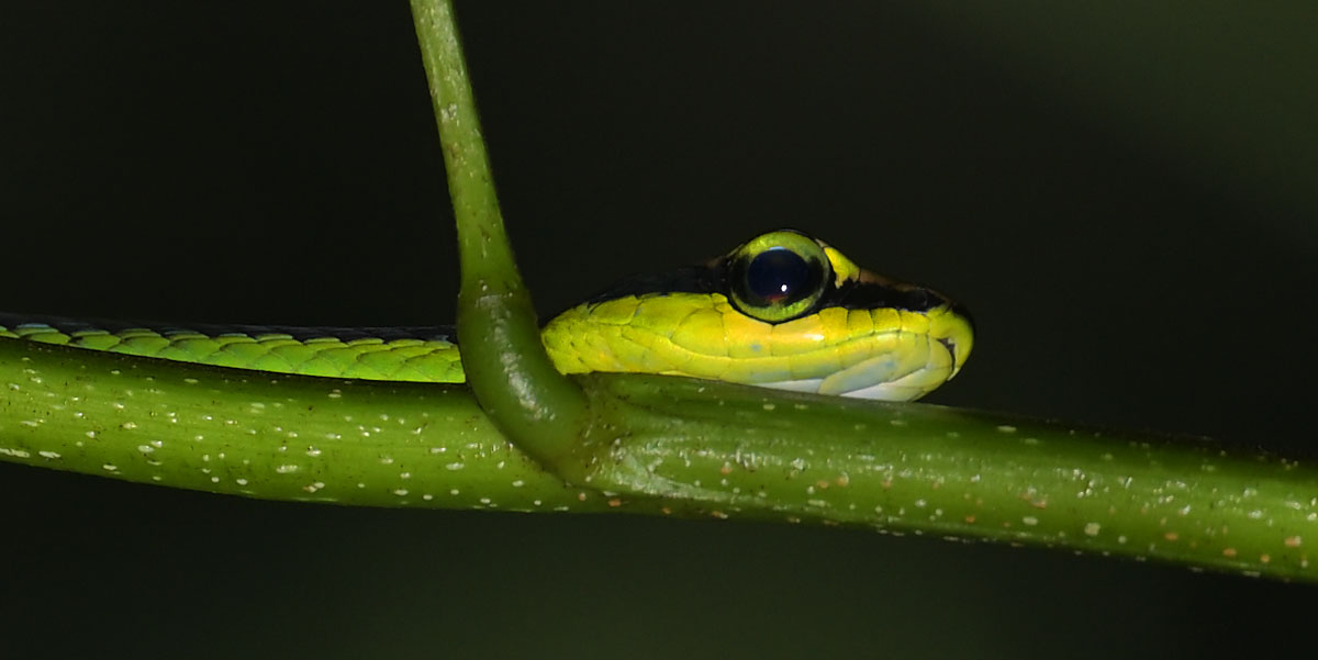 Beautiful Bronzeback Tree Snake (Dendrelaphis formosus) in Halimun Salak National Park, Java