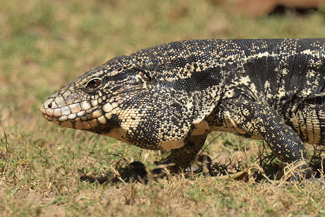 Photo of a Black and White Tegu (Salvator merianae) Black and White Tegu (Salvator merianae) in the northern Pantanal